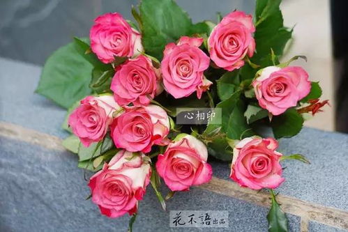  玫瑰花品种--第1张