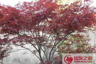  ，紫叶李的果子，美丽与营养的双重盛宴--第1张