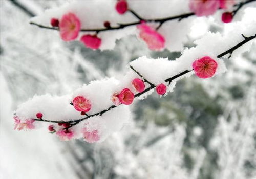  真梅花图片，冬日里的生命之花，冬日里的生命之花，真梅花图片--第1张