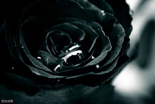  厄瓜多尔黑玫瑰，神秘之花的独特魅力，厄瓜多尔黑玫瑰，神秘之花的独特魅力探秘--第1张