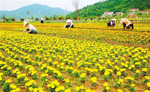  探索附近花卉苗圃基地，种植与欣赏的完美结合，探索附近花卉苗圃基地，种植与欣赏的完美结合之旅--第1张