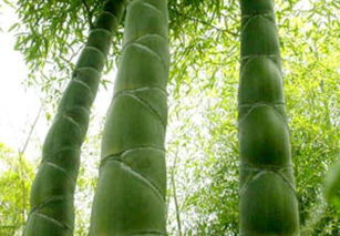  龟甲竹种植，龟甲竹种植技术--第1张