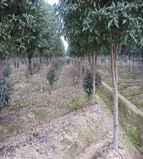  20公分桂花树多少钱一棵，20公分桂花树的价格是多少？--第1张