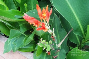  美人蕉花期，美人蕉花期，花期长达数月，美丽而壮观--第1张