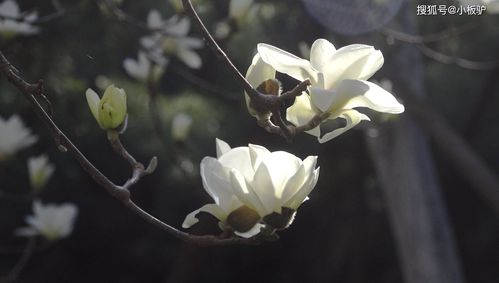  玉兰花开图片，春天的使者，自然的诗篇，春天的使者，玉兰花开图片的自然诗篇--第1张