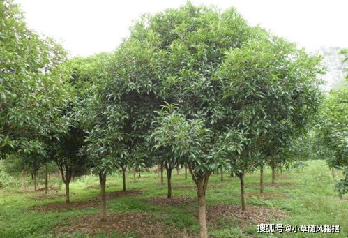  高价上门收购各种绿化树，专业高价上门收购各种绿化树--第1张