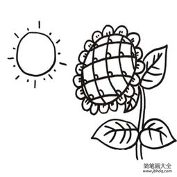 太阳花图片大全简笔画--第1张