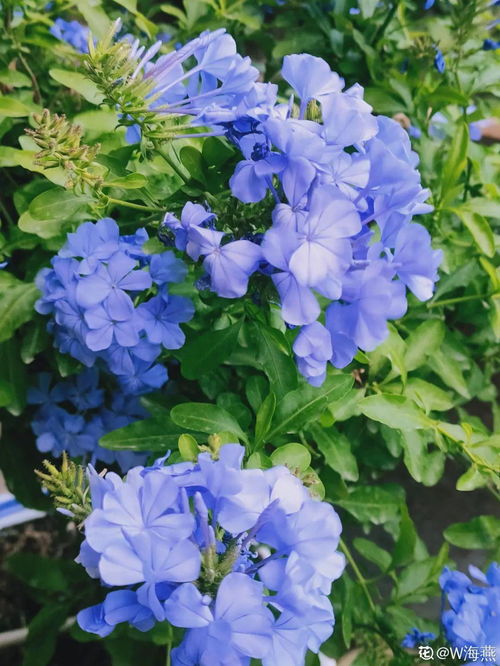  蓝雪花，夏日里的清凉使者，夏日清凉使者--第1张