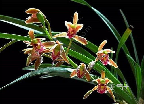  花中四君子指的是哪四种花，花中四君子指的是梅、兰、竹、菊这四种花。--第1张