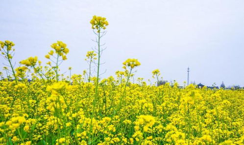  春天的绚烂花海，春天的绚烂花海，赏花与探索自然之美--第1张