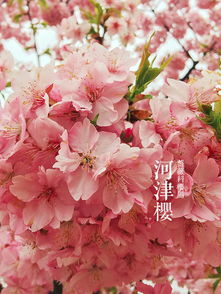  春天开的花有哪些什么颜色的花--第1张