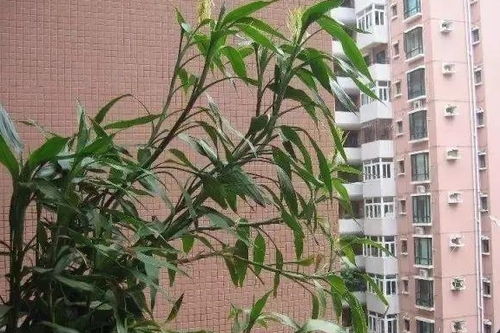  富贵竹土培怎么养才能更旺盛，富贵竹土培，养护技巧让植物更旺盛--第1张