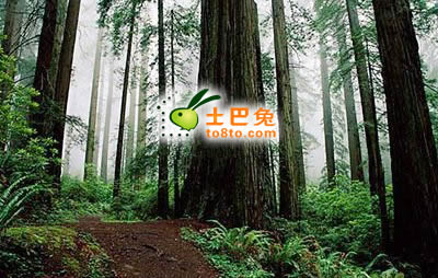  清香木是凶树还是吉树，是吉树还是凶树？--第1张