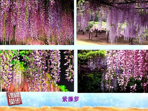  紫藤萝瀑布笔记，紫藤萝瀑布的美丽与启示--第1张