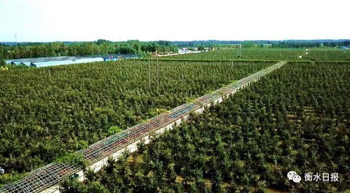  法桐基地，绿色生态的守护者和城市绿化的重要力量，法桐基地，守护绿色生态，塑造城市绿化的重要力量--第1张
