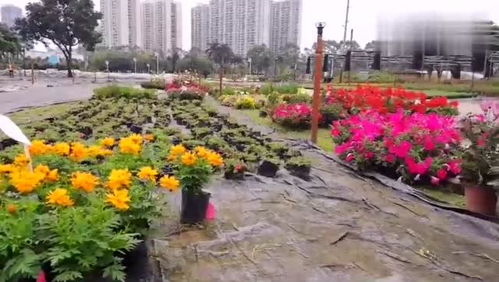  南宁鲜花小镇，绽放美丽与繁荣的生态家园--第1张