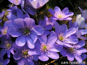  水晶兰的花语——神秘、纯洁与永恒的爱--第1张