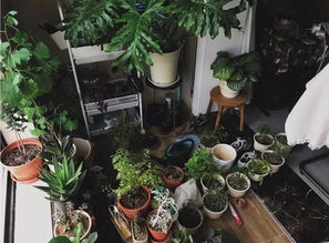  室内最耐活的植物，室内最耐活的植物有，绿萝（绿叶植物）--第1张