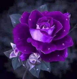  999朵玫瑰花有多大一束，惊人的999朵玫瑰花束大小--第1张