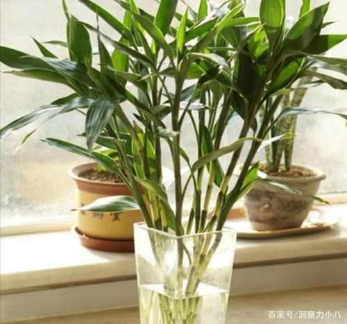  富贵竹最怕的三种水--第1张