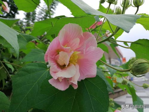  木芙蓉和芙蓉花的区别--第1张
