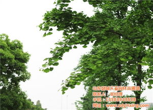  绿化树价格排行榜--第1张