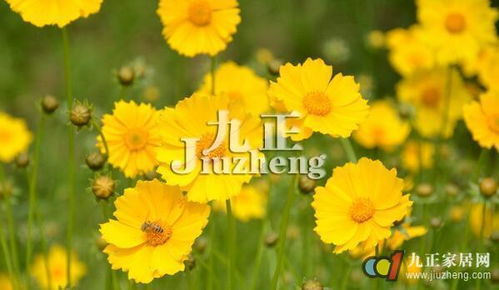  金鸡菊种植方法和时间，金鸡菊的种植方法和种植时间，如何种好金鸡菊--第1张