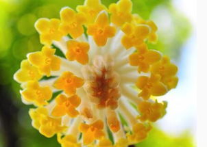  结香花的传说，结香花美丽传说--第1张