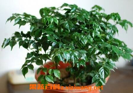  玉兰树的养殖方法和注意事项，玉兰树的养护技巧与注意事项--第1张