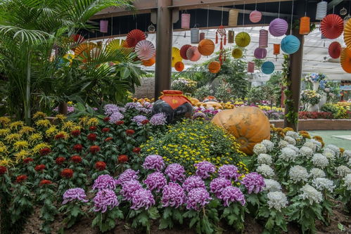  北京鲜花港在哪里，北京鲜花港，鲜花盛开的地方--第1张