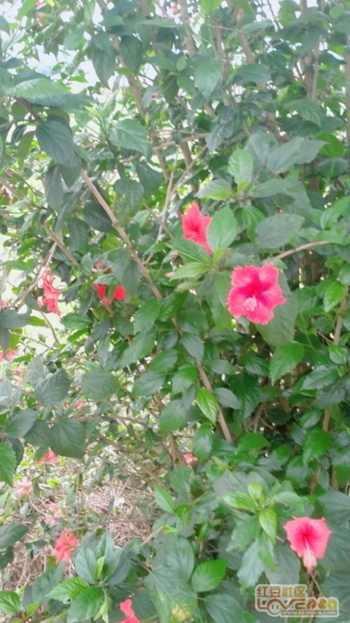  朱槿花图片--第1张