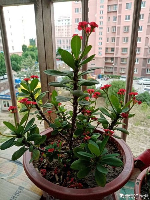 五种致癌花不能养--第1张