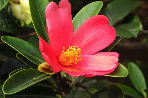 什么花花期最长，四季开花？，四季常开的花卉之最，永不凋谢的花朵！--第1张