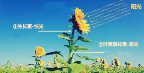  向日葵不吉利的原因，向日葵为何被视为不吉利的花卉--第1张