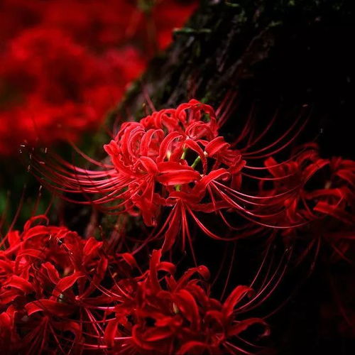  彼岸花的真正花语，探寻其神秘含义，彼岸花的神秘含义，探寻彼岸花的真正花语--第1张
