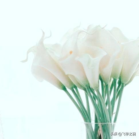  马蹄莲的寓意和花语，马蹄莲的吉祥花语，高雅纯洁、圣洁虔诚、永恒、希望、高贵、神秘、奔放、热情、优雅--第1张
