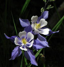 世界上最好看的花，世界上最好看的花可能是樱花。--第1张
