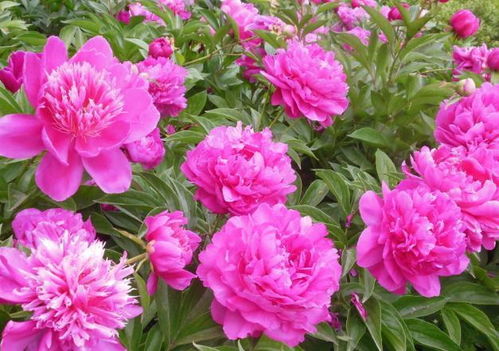  白芍药花图片，纯洁与美丽的完美融合，白芍药花的纯净之美，纯洁与美丽的完美融合--第1张