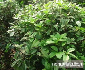  桂花树价格基地直销——绿色环保的优质选择，桂花树价格实惠基地直销——绿色环保的优质选择--第1张