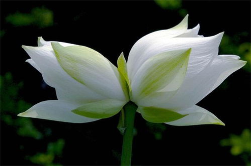  ，神秘花园，并蒂莲双生花的传说与奇迹，神秘花园，双生花的传说与奇迹--第1张