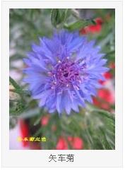  粉色矢车菊的花语