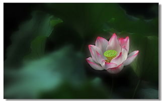  花中君子，花中君子，梅花、菊花、兰花、荷花、桂花等--第1张