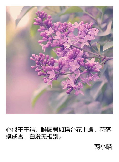  代表暗恋的花——暗恋之花的绽放，暗恋之花的绽放，代表暗恋的花卉选择--第1张