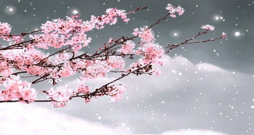  梅花图片大全大图，冬日里的美丽与坚韧，冬日里的美丽与坚韧，梅花图片大全大图--第1张