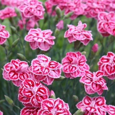  康乃馨鲜花图片，温馨与美丽的完美结合，康乃馨鲜花图片，温馨与美丽的视觉盛宴--第1张