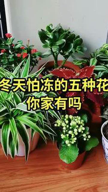  各种花卉养殖知识--第1张