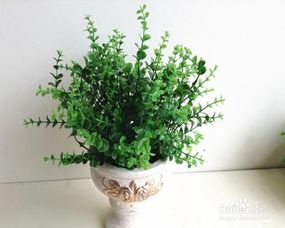  适合室内养的植物排名--第1张