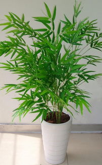  凤尾竹的含义，凤尾竹的寓意和象征，高雅、有气节、长寿、幸福美满等。--第1张