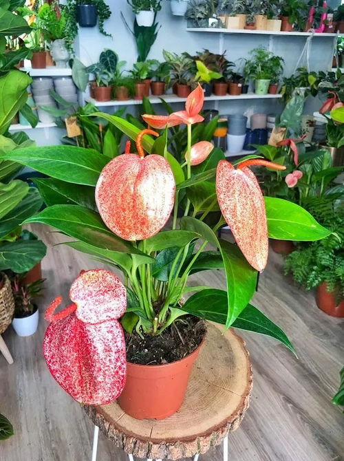  火鹤花怎么浇水，如何正确给火鹤花浇水--第1张