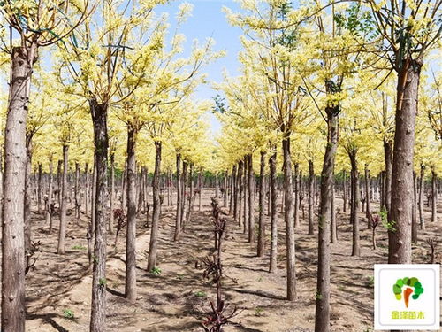  金枝槐基地，金枝槐种植基地，提供优质金枝槐苗木，打造美丽园林景观--第1张